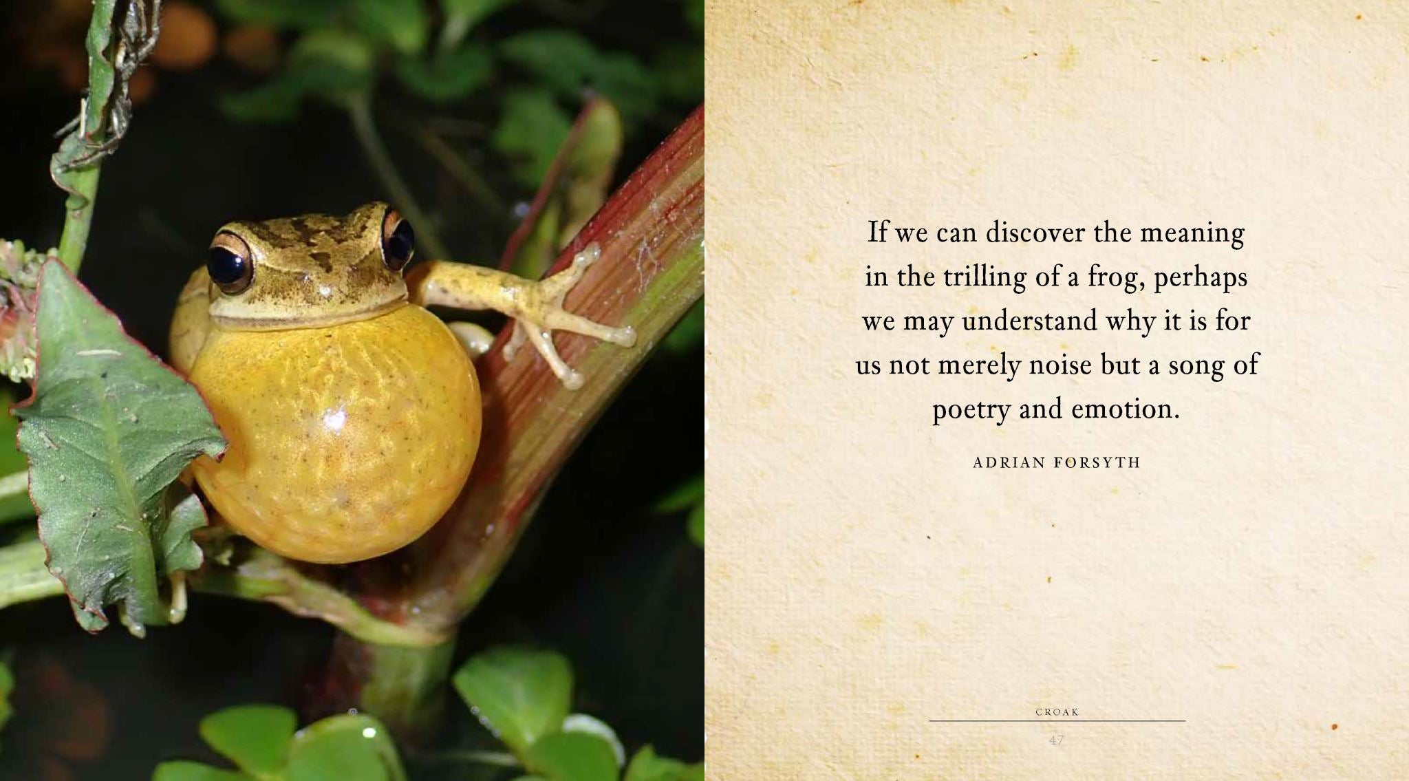 Croak