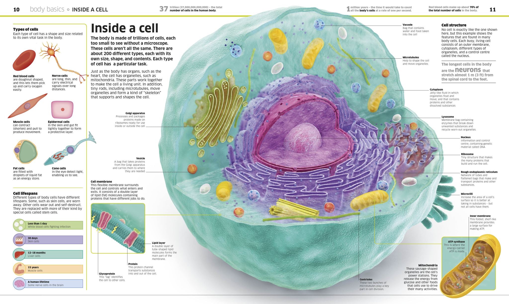 Knowledge Encyclopedia Human Body!