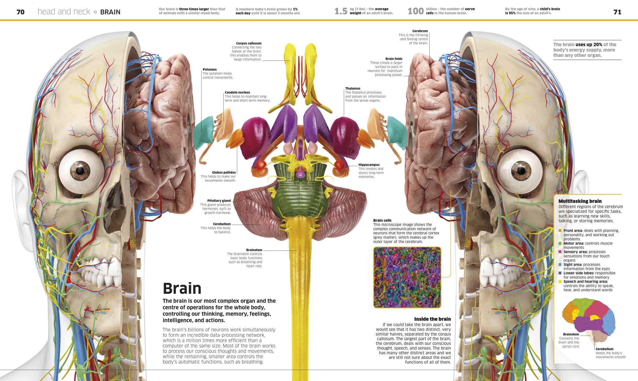 Knowledge Encyclopedia Human Body!