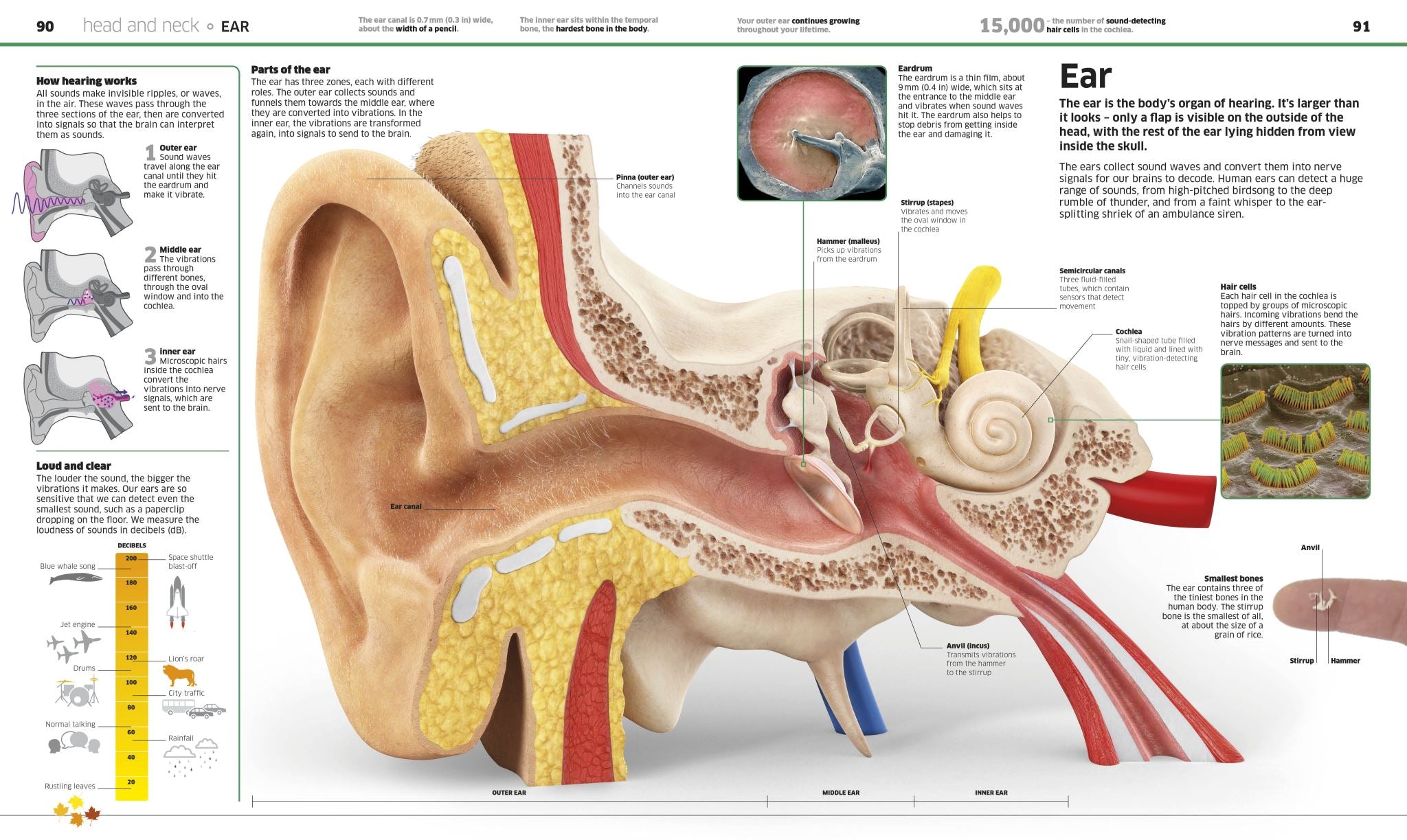 Knowledge Encyclopedia Human Body!
