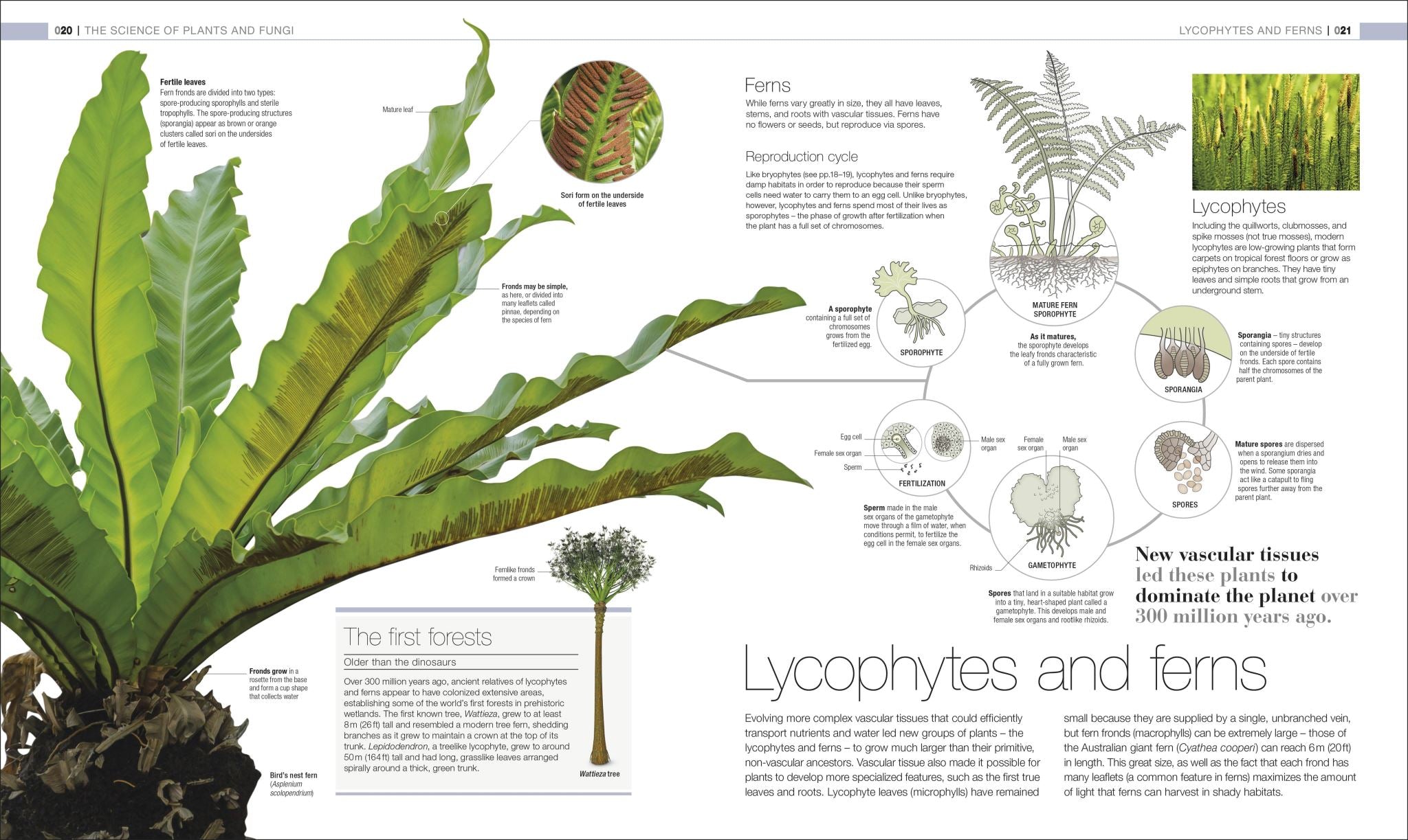 Plants and Fungi