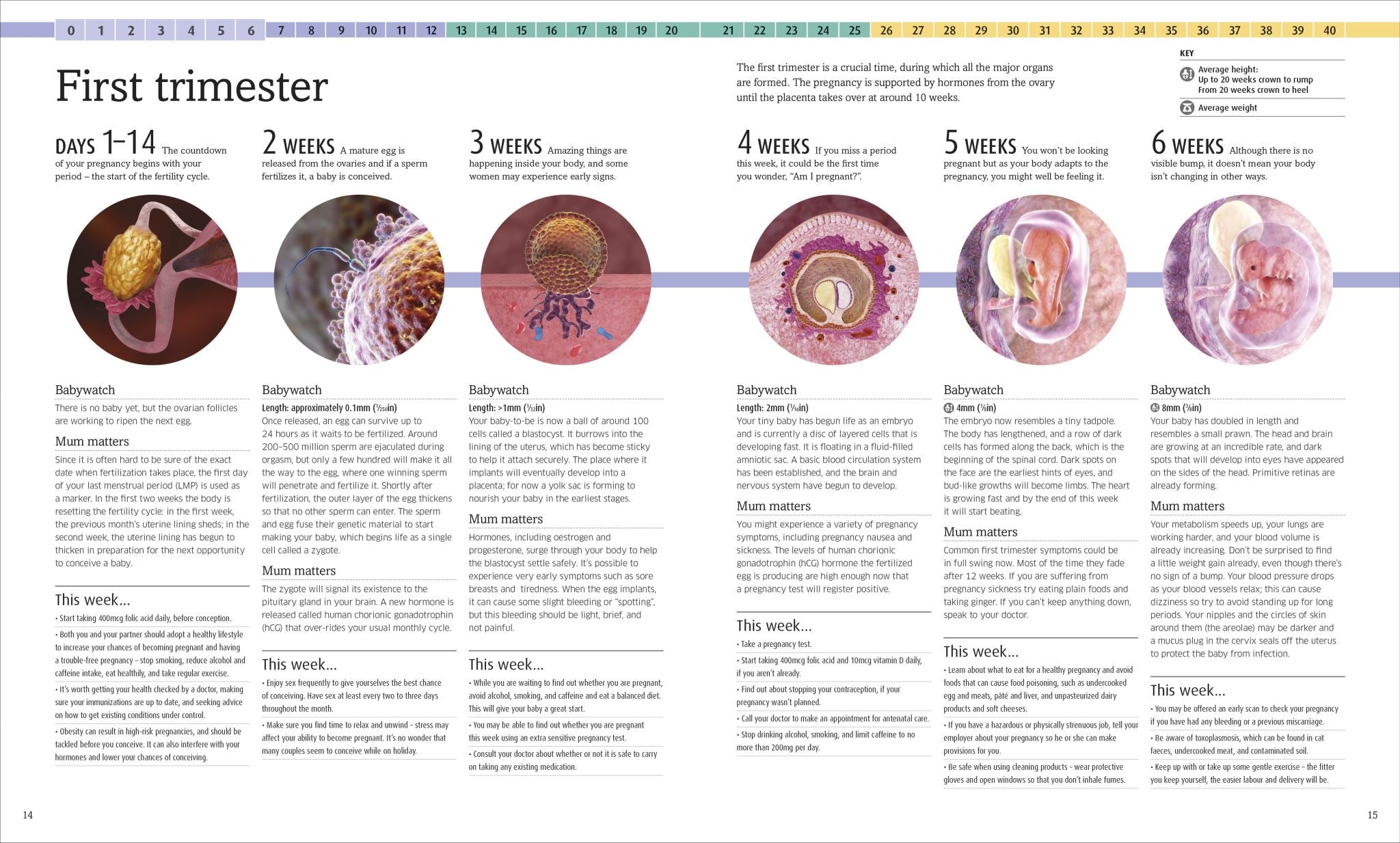 The Pregnancy Encyclopedia