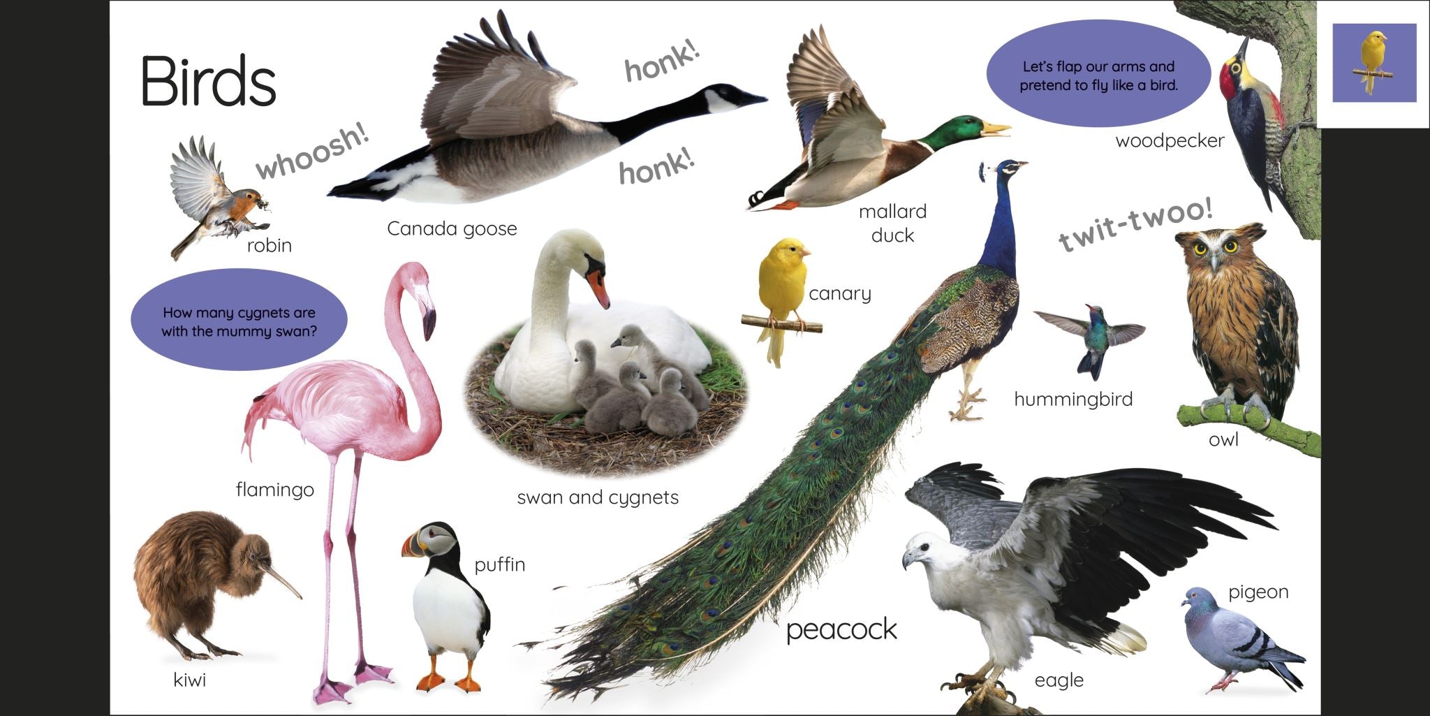 My First Animals: Let's Squeak and Squawk!