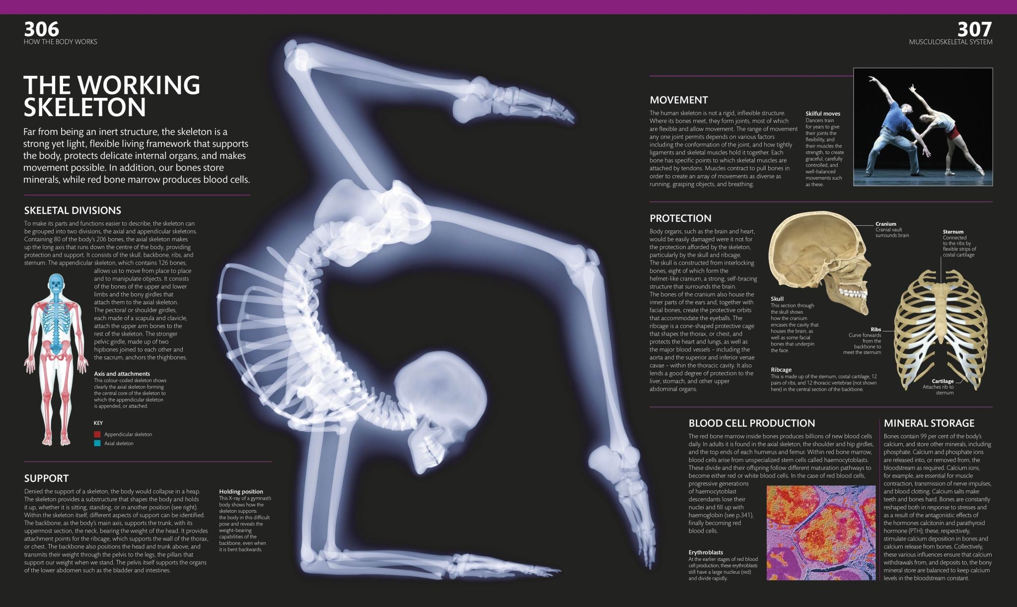 The Complete Human Body