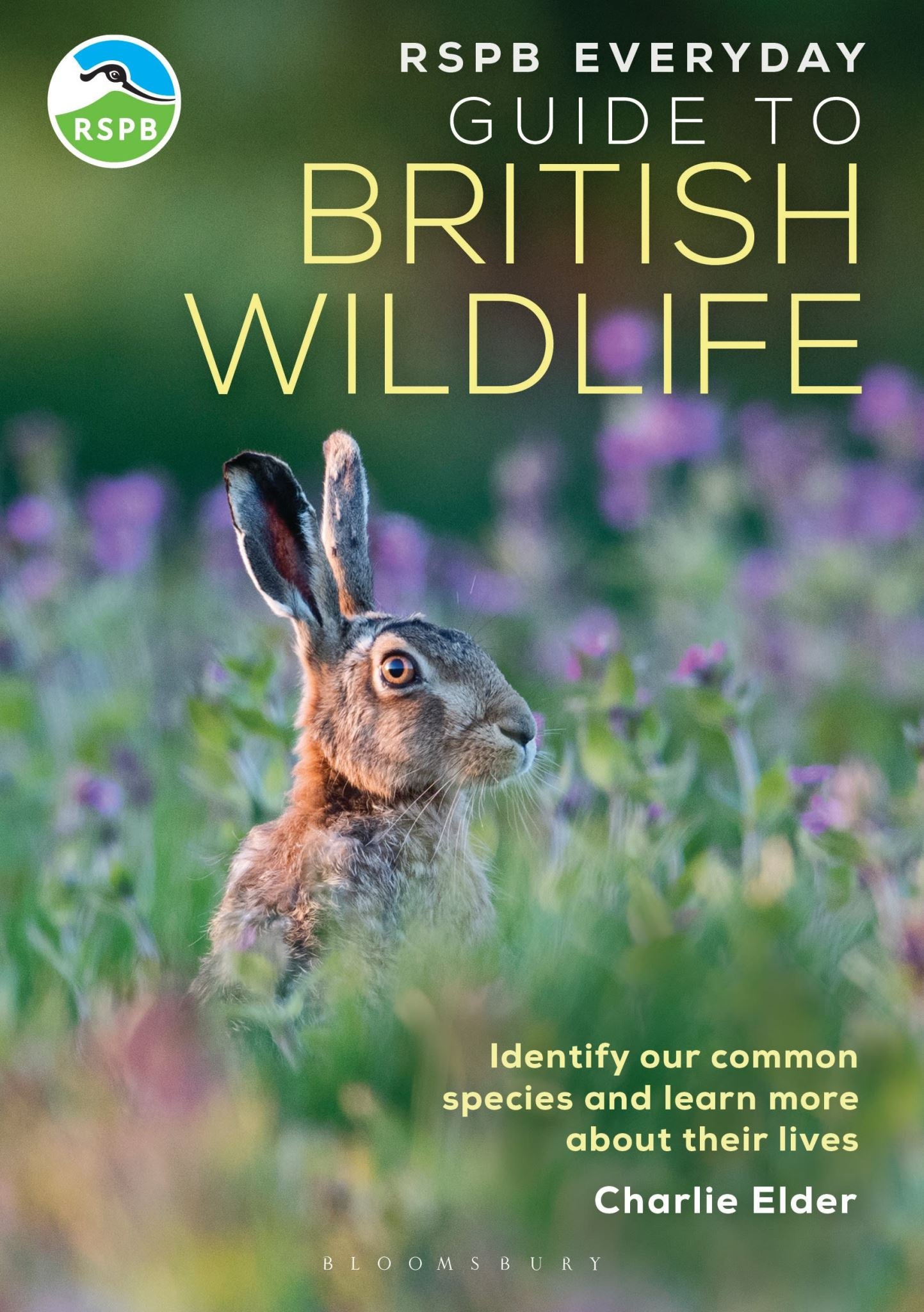 RSPB Everyday Guide to British Wildlife: Identify our common species and learn m