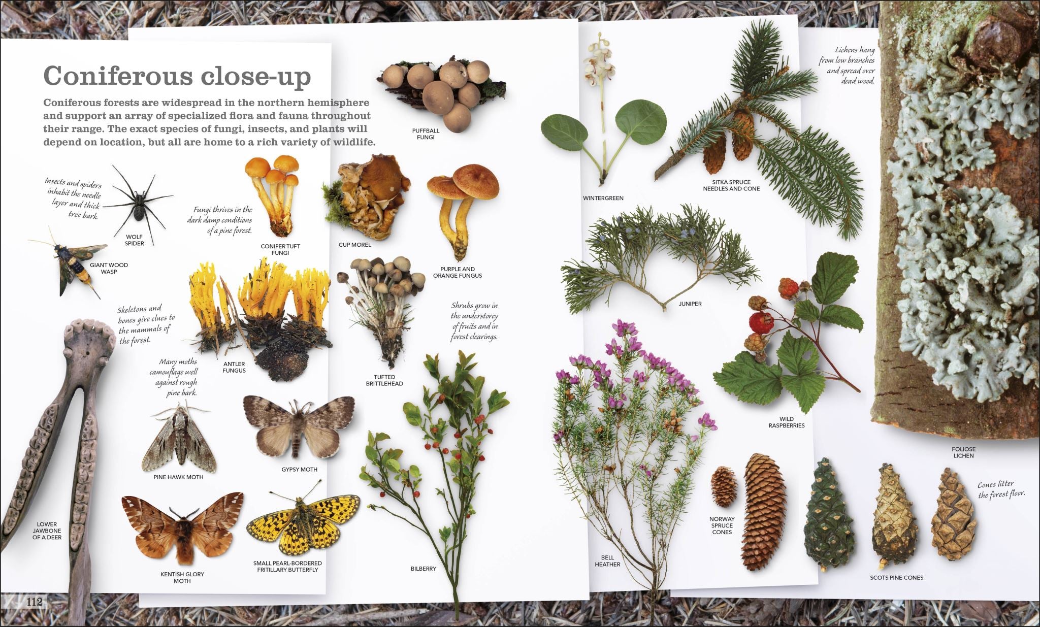 Chris Packham's Nature Handbook