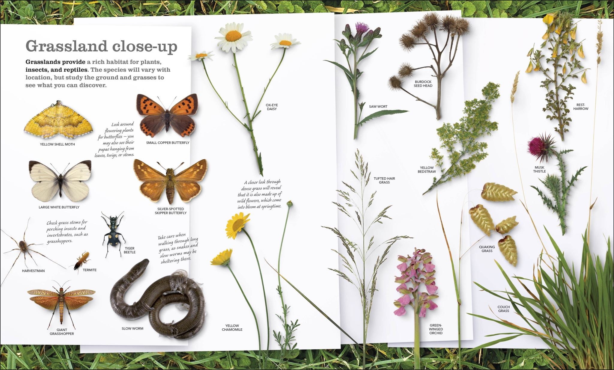 Chris Packham's Nature Handbook