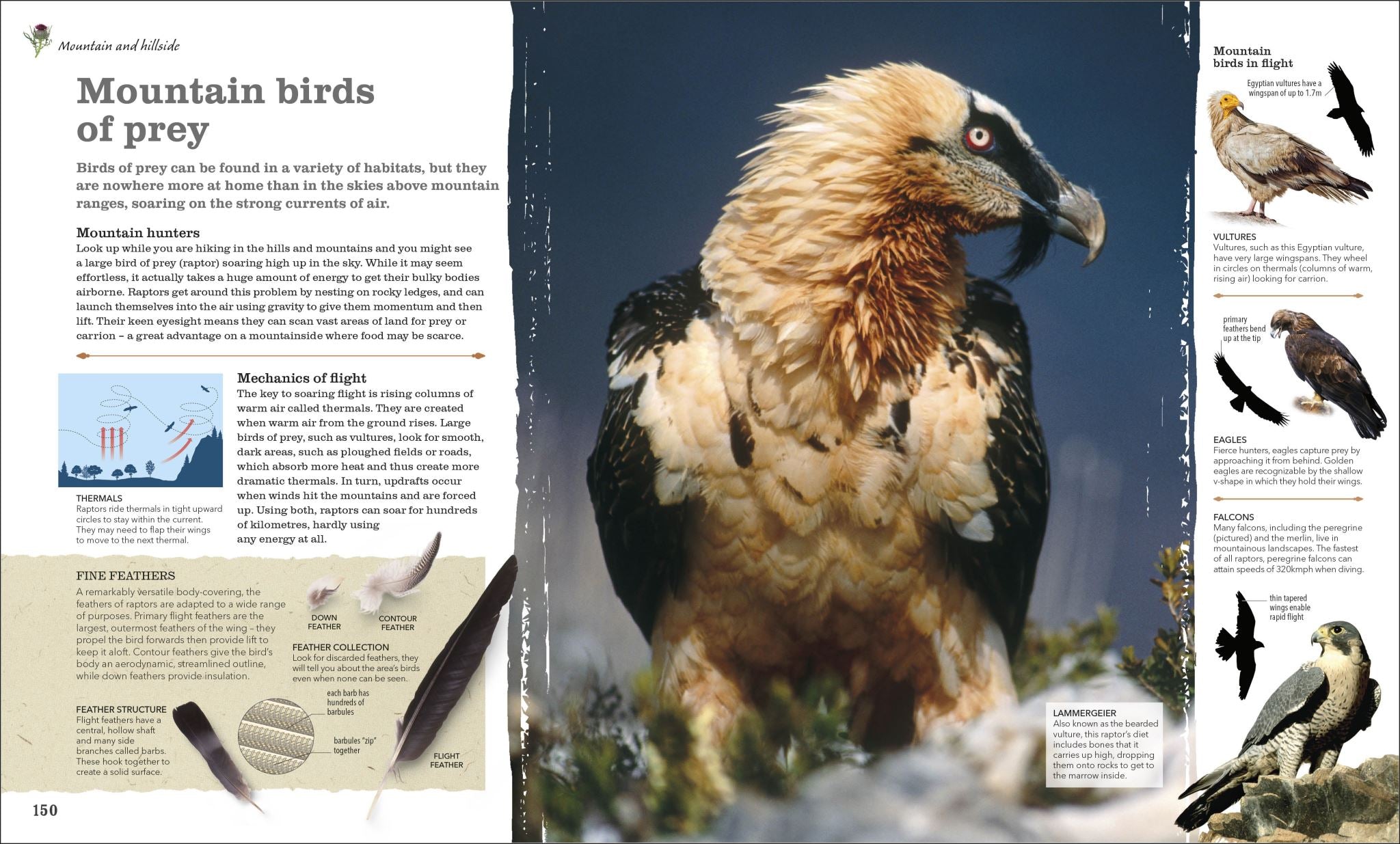 Chris Packham's Nature Handbook