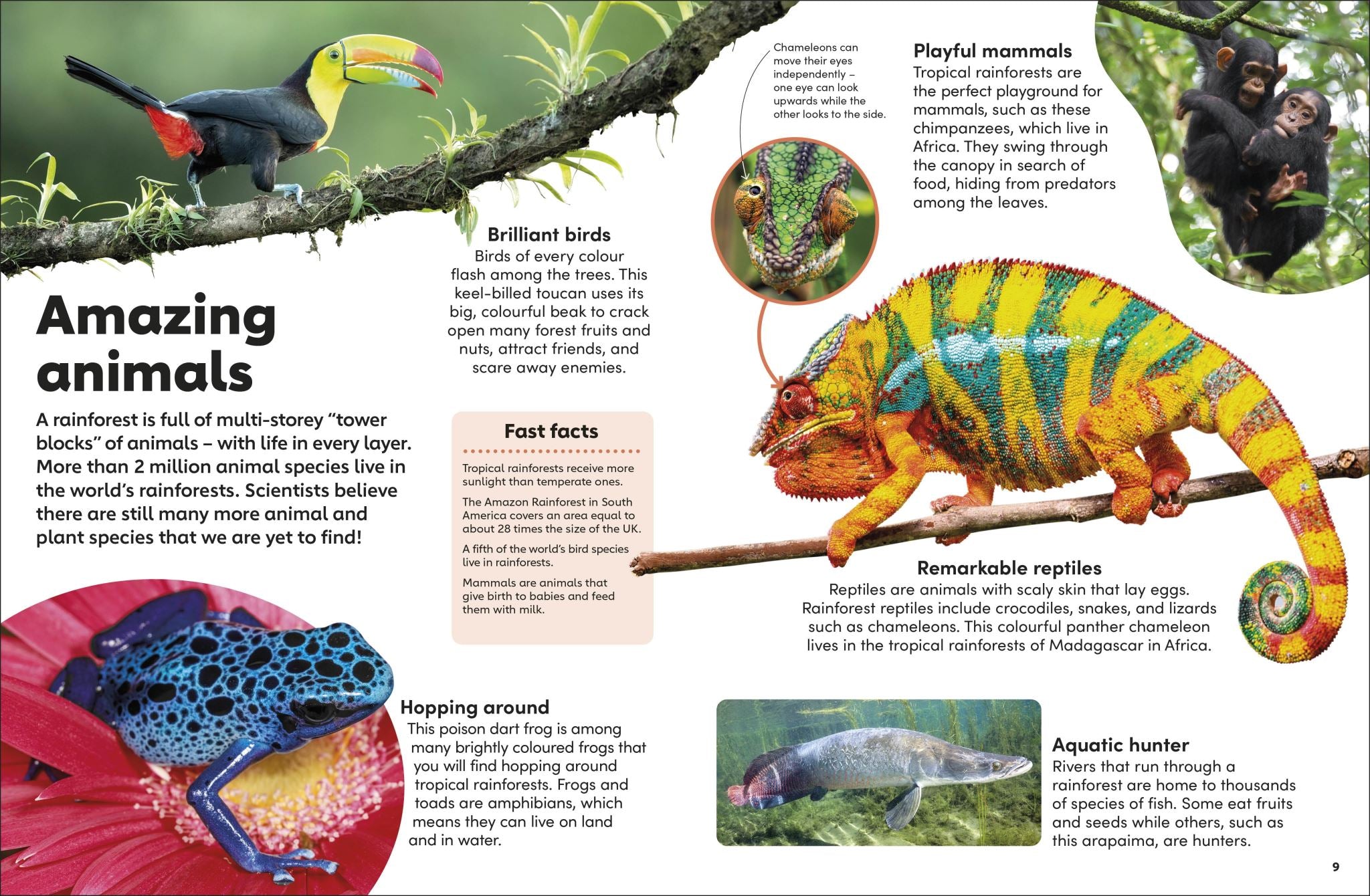 Eyewonder Rainforest