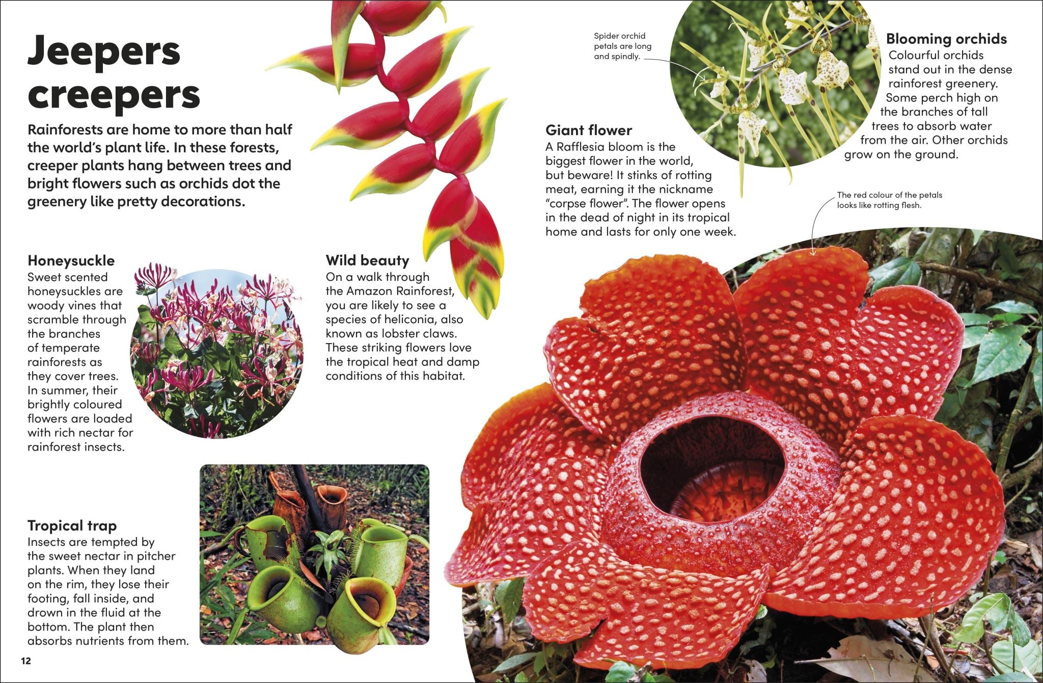 Eyewonder Rainforest