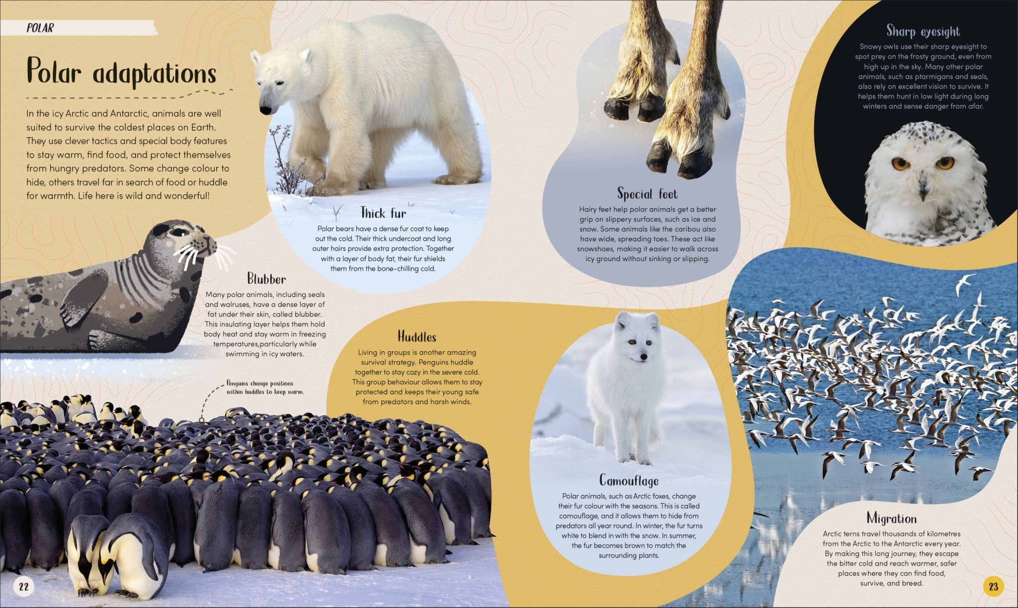 Polar