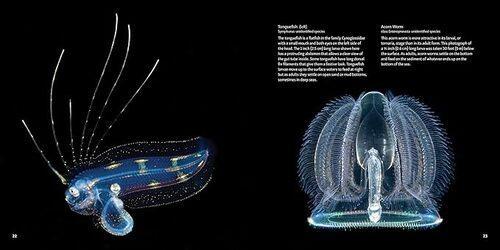 Strange Sea Creatures - by Erich Hoyt - Paperback