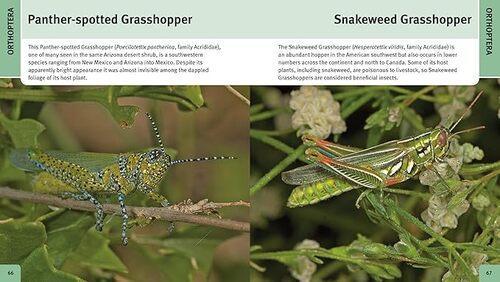 500 Insects - Nature Book - by Stephen A. Marshall - Paperback