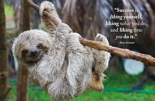 Wisdom of Sloths - by Lisa Purcell - Hardcover