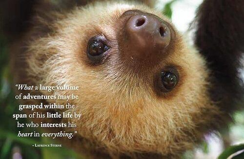 Wisdom of Sloths - by Lisa Purcell - Hardcover
