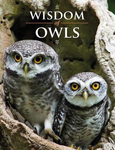 Wisdom of Owls - by Lisa Purcell - Hardcover