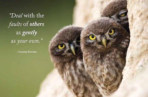 Wisdom of Owls - by Lisa Purcell - Hardcover