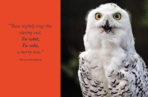 Wisdom of Owls - by Lisa Purcell - Hardcover