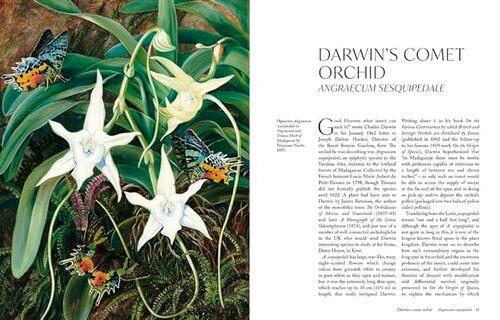 The Orchid - by Lauren Gardiner - Hardcover