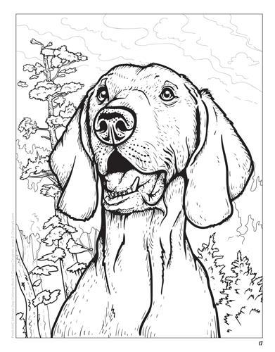 AKC Ultimate Dog Coloring Book - by The American Kennel Club - Paperback