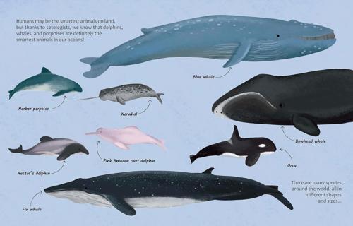 Are Whales and Dolphins Smarter Than Humans - Children's Book - by Eliza Jeffery