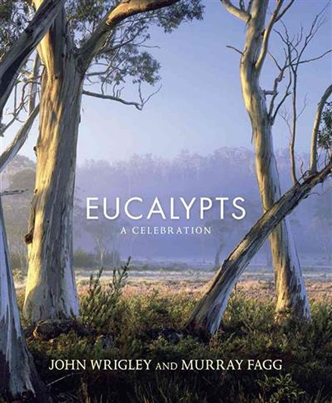 Eucalypts