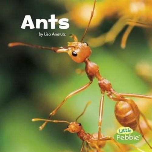 Ants (Little Critters)