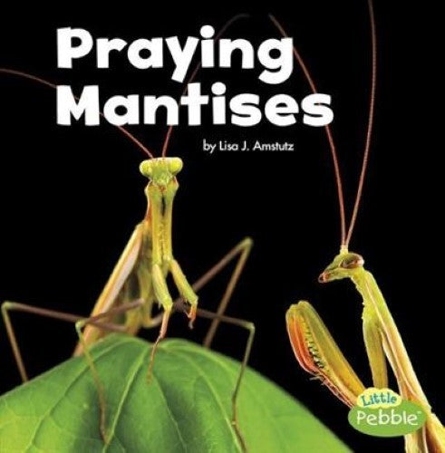 Praying Mantises (Little Critters)