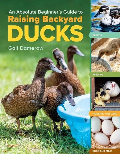 An Absolute Beginner's Guide to Raising Backyard Ducks: Breeds, Feeding, Housing