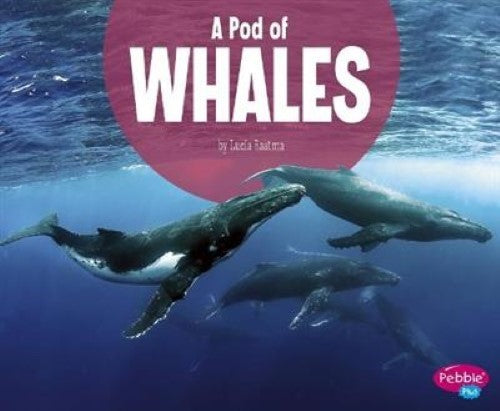 A Pod of Whales (Animal Groups)