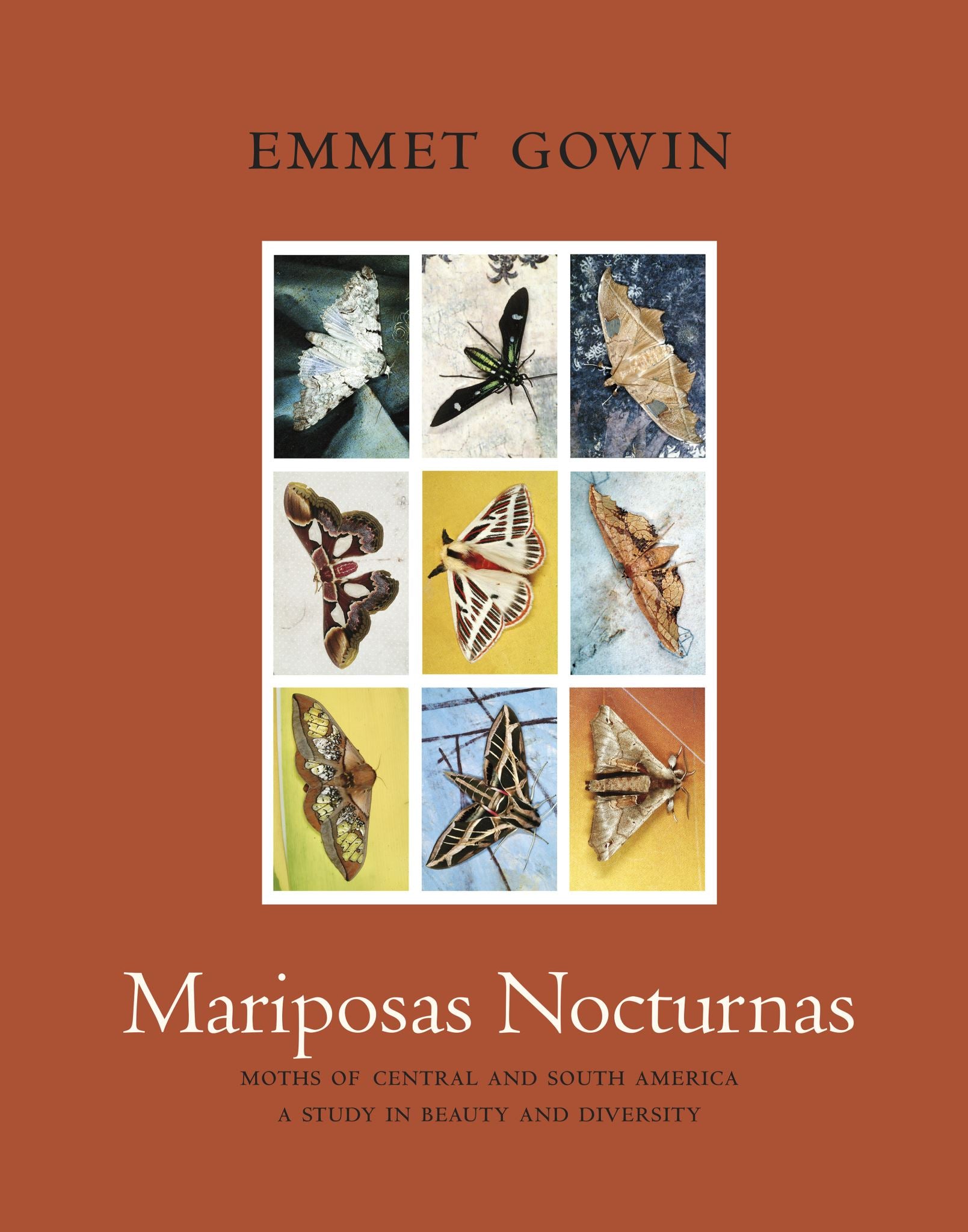 Mariposas Nocturnas