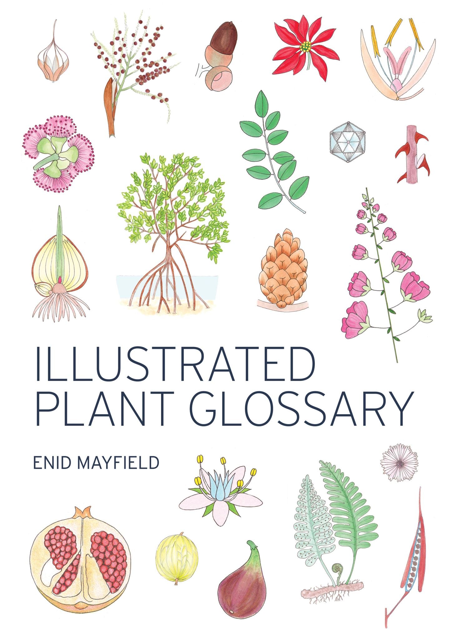 Illustrated Plant Glossary