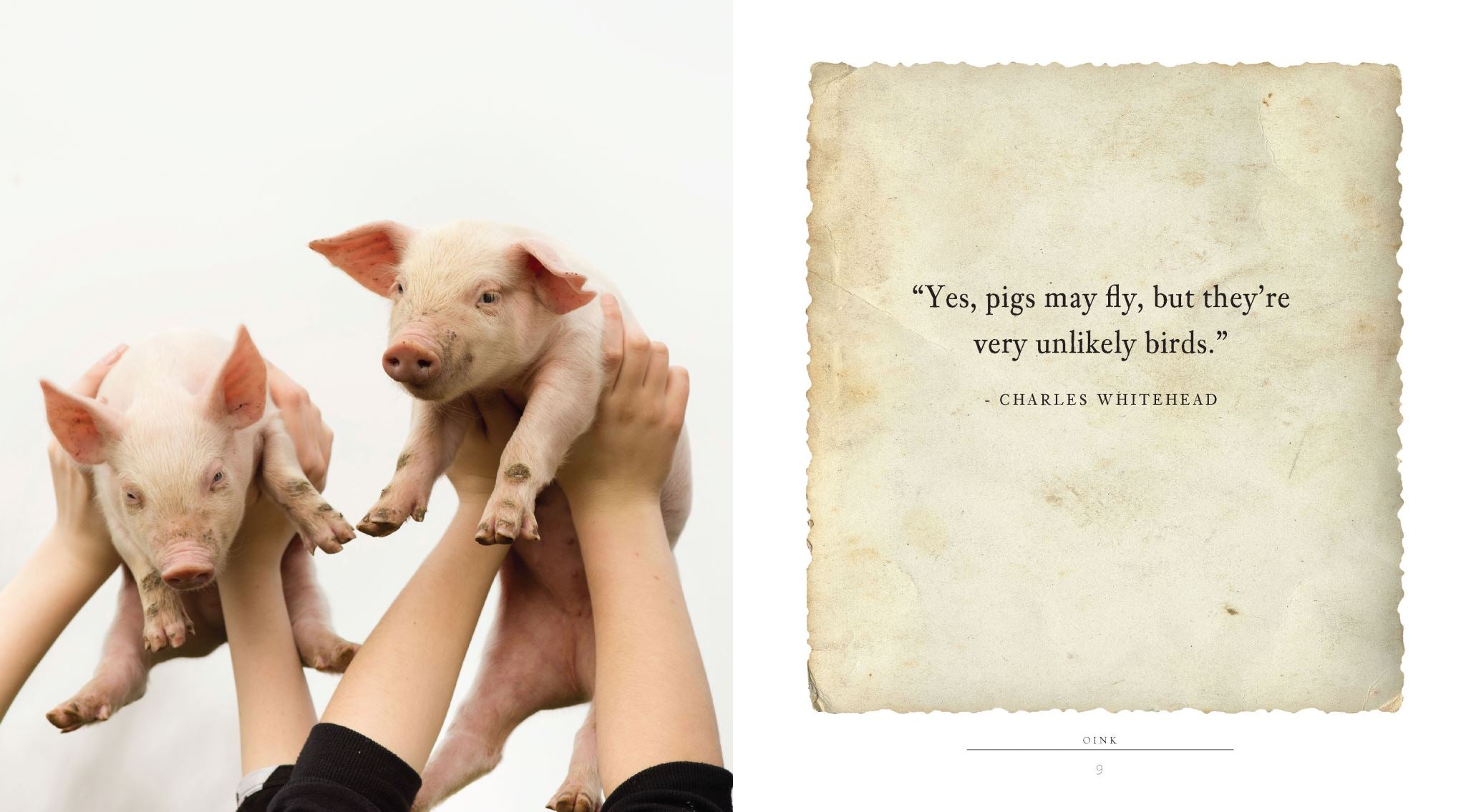 Oink