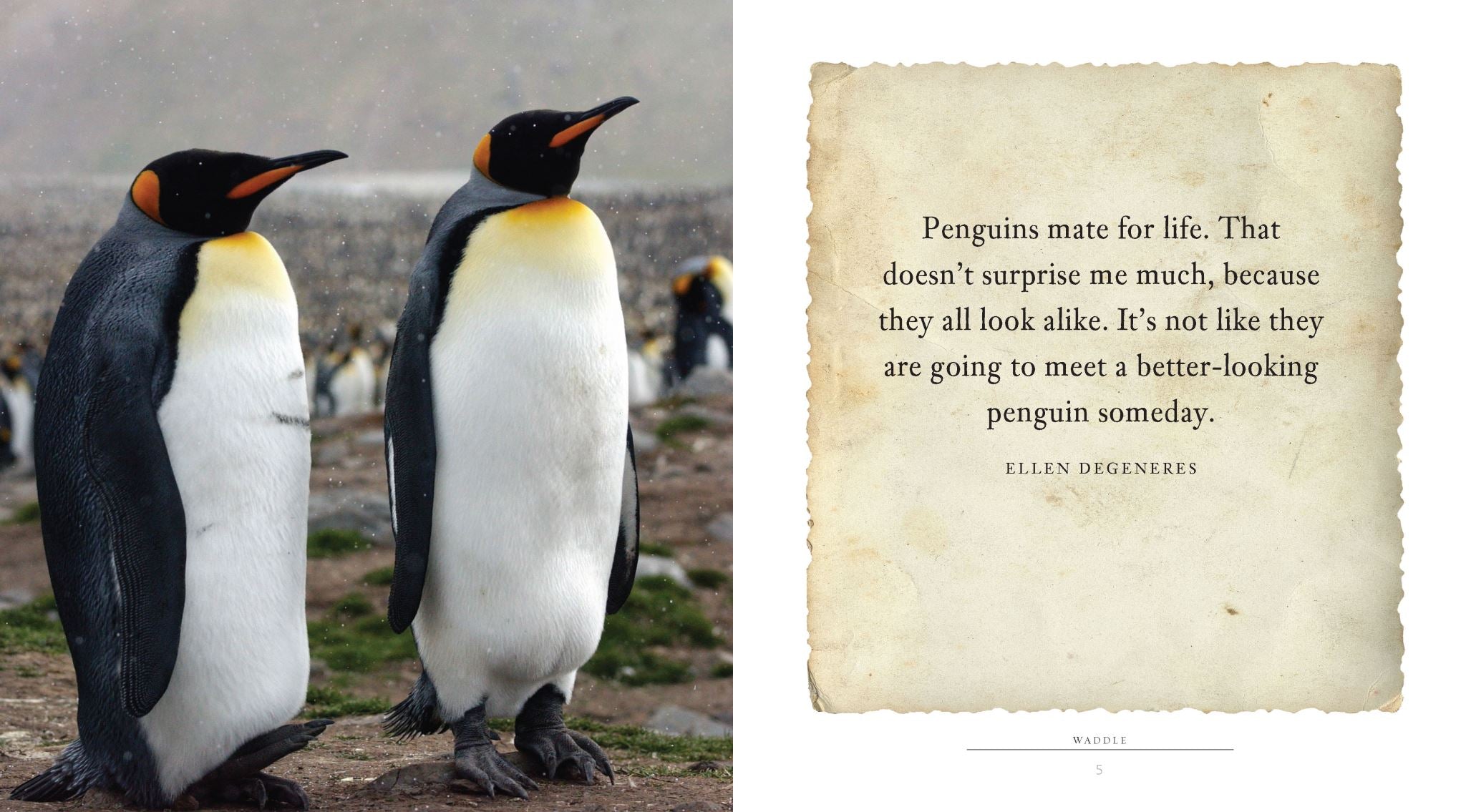 Waddle