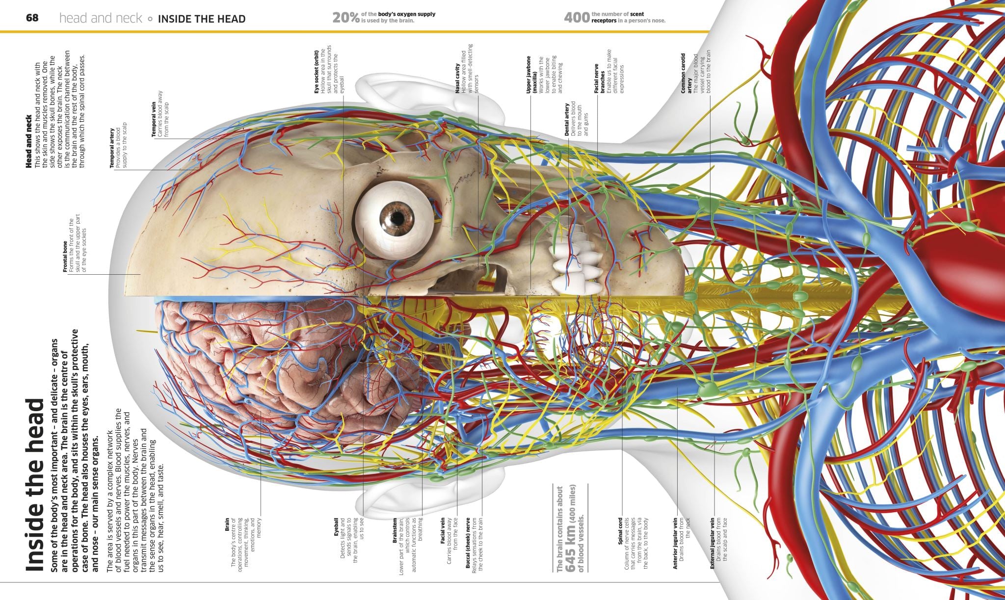 Knowledge Encyclopedia Human Body!