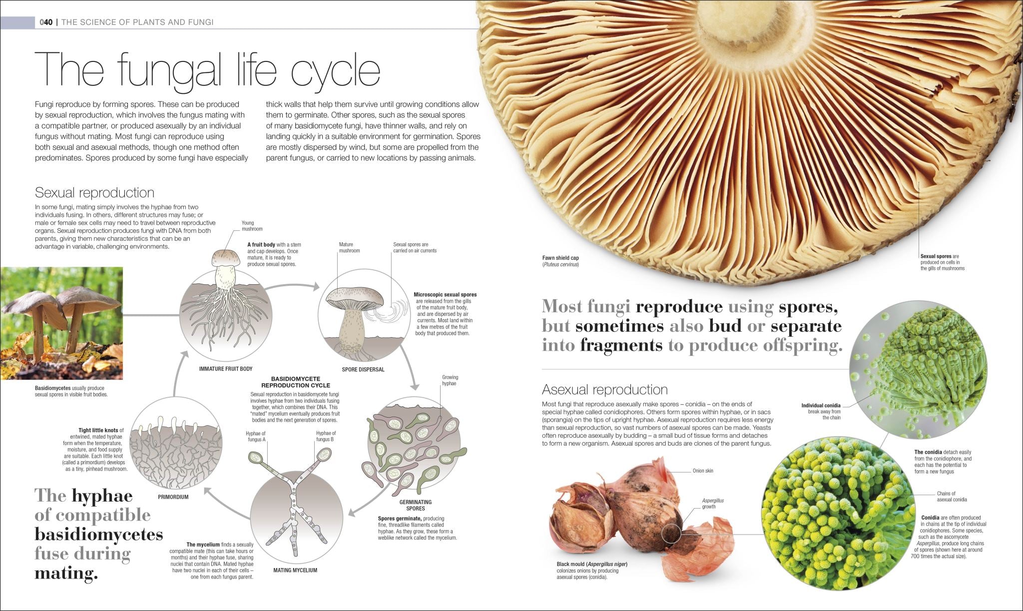 Plants and Fungi