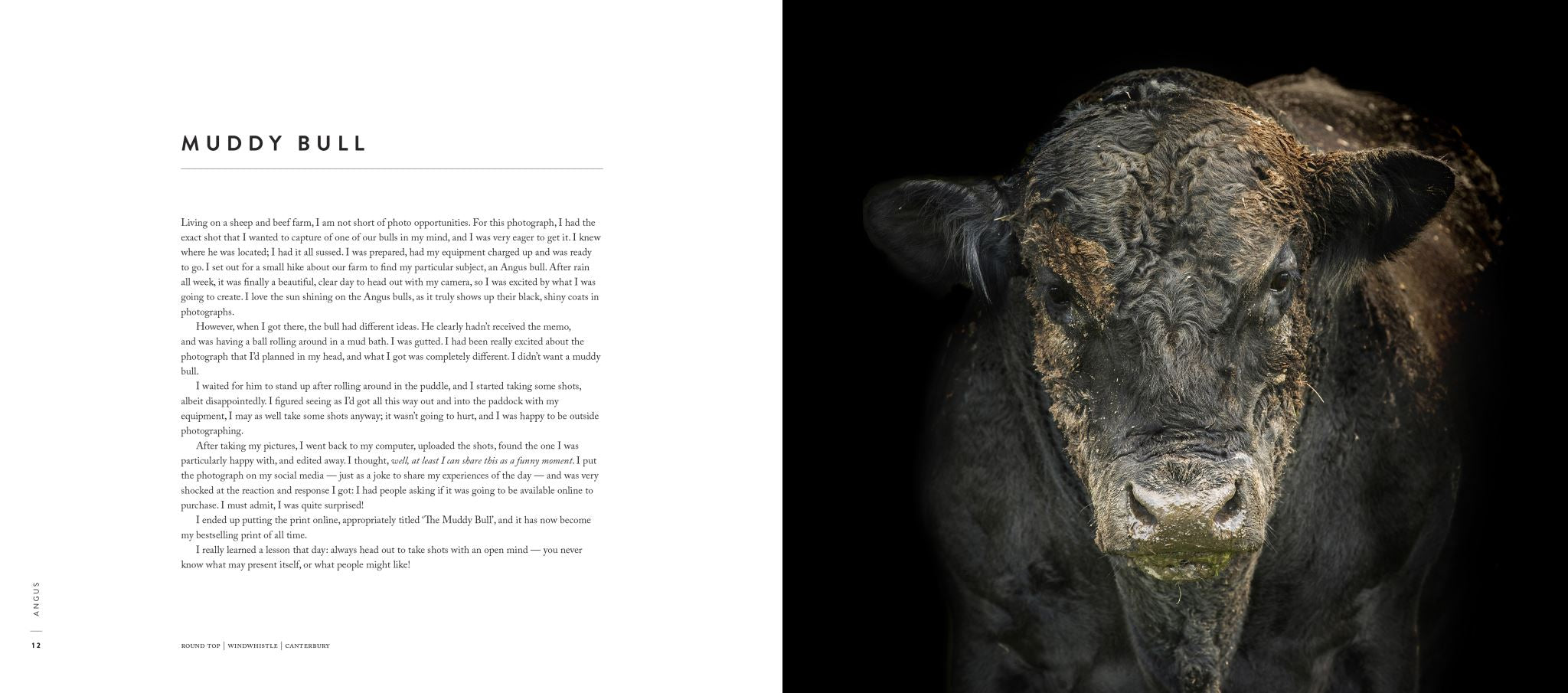 A Load of Bull