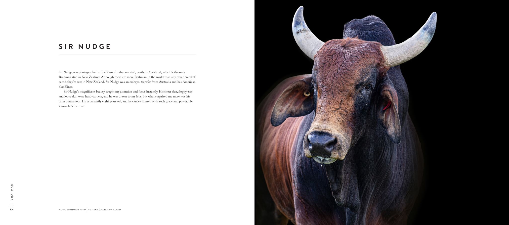 A Load of Bull