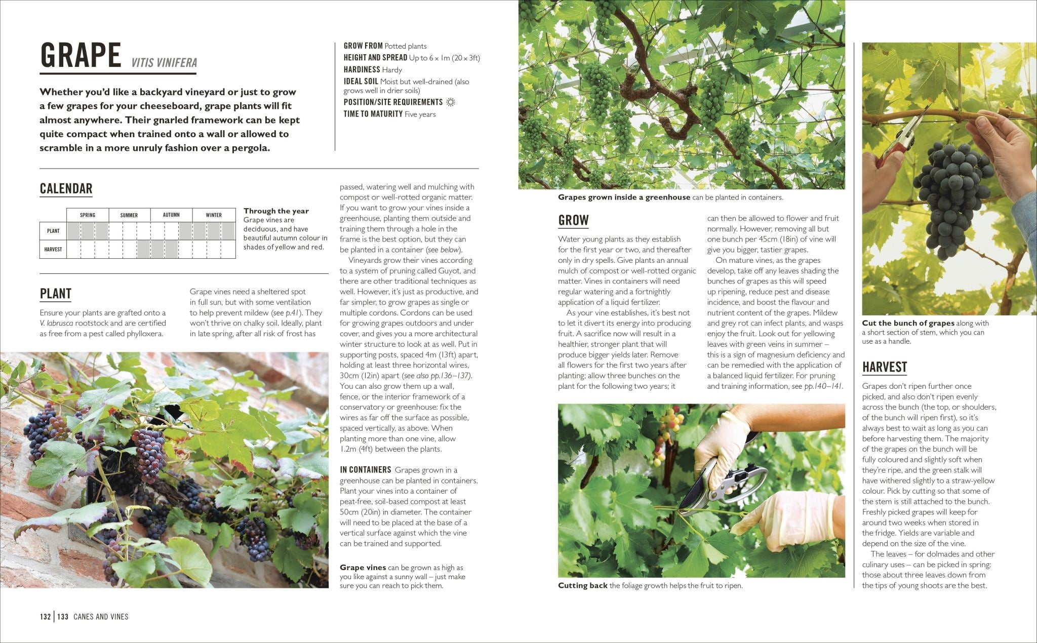 Grow Fruit