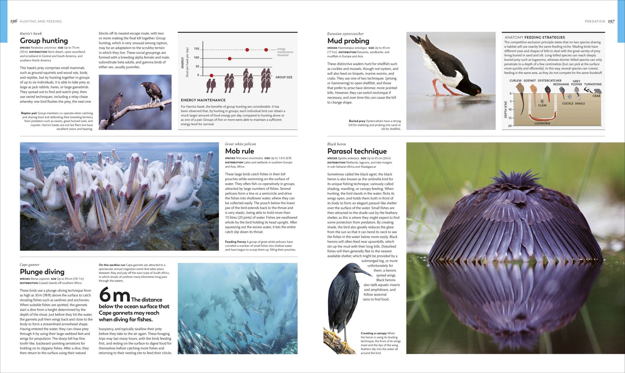 Animal Behaviour
