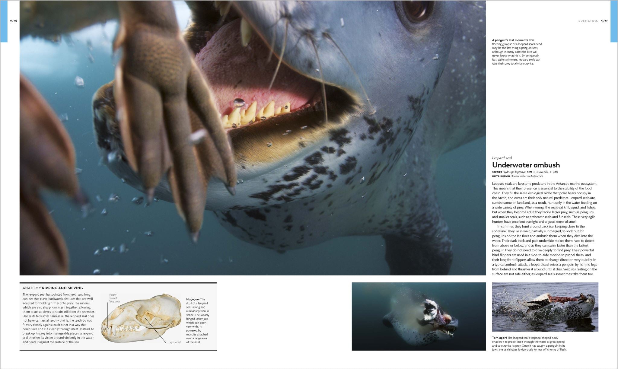Animal Behaviour
