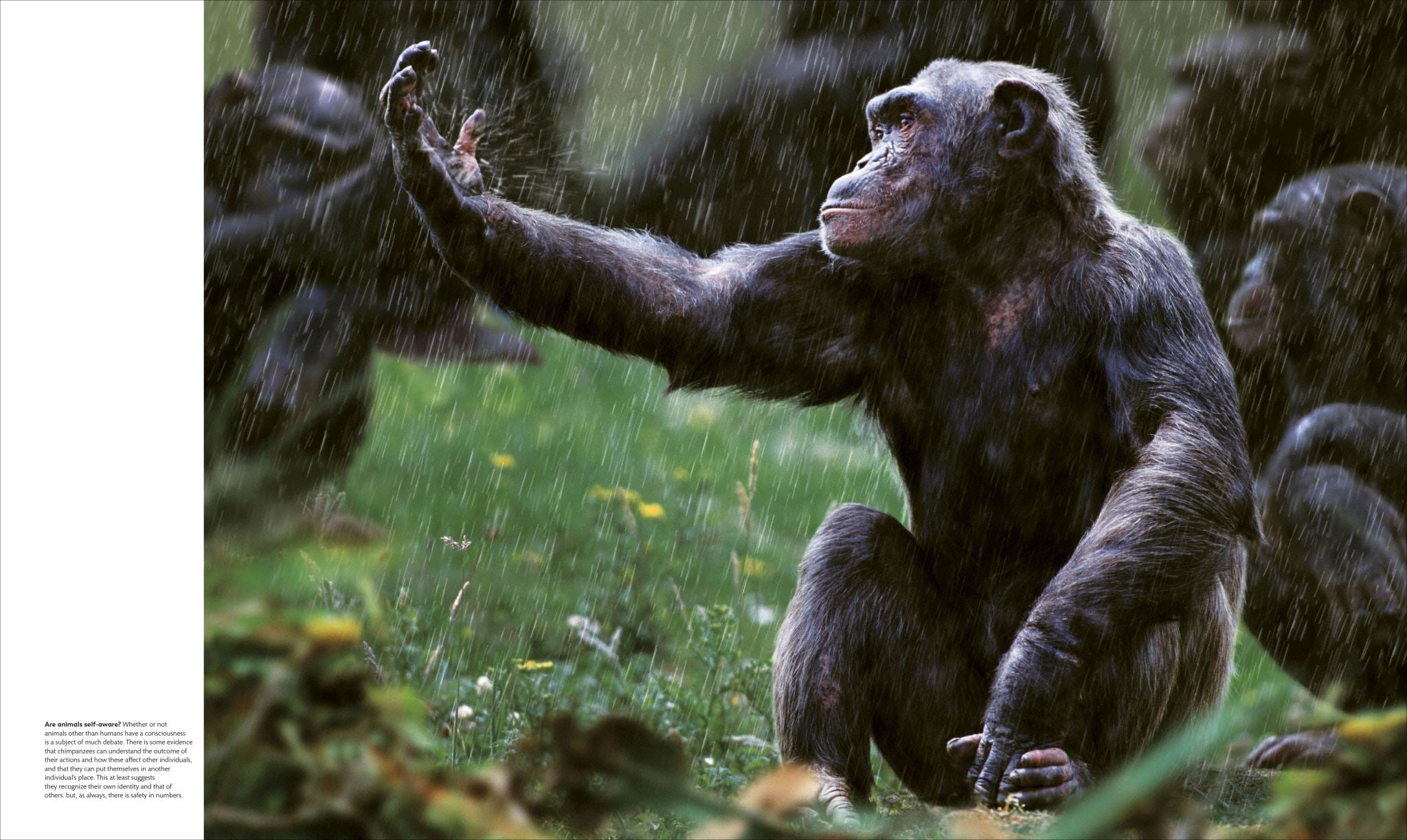 Animal Behaviour