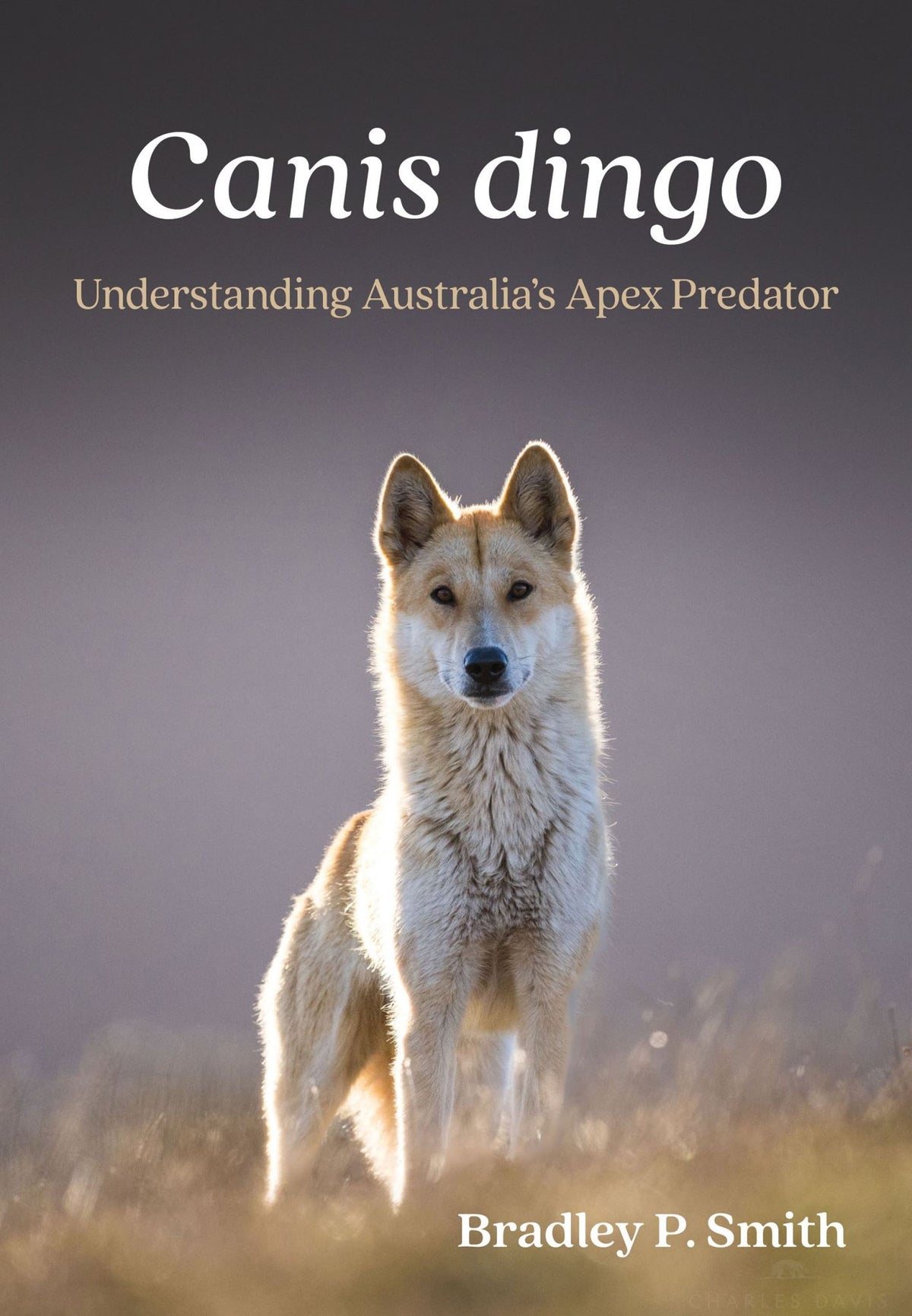 Canis dingo