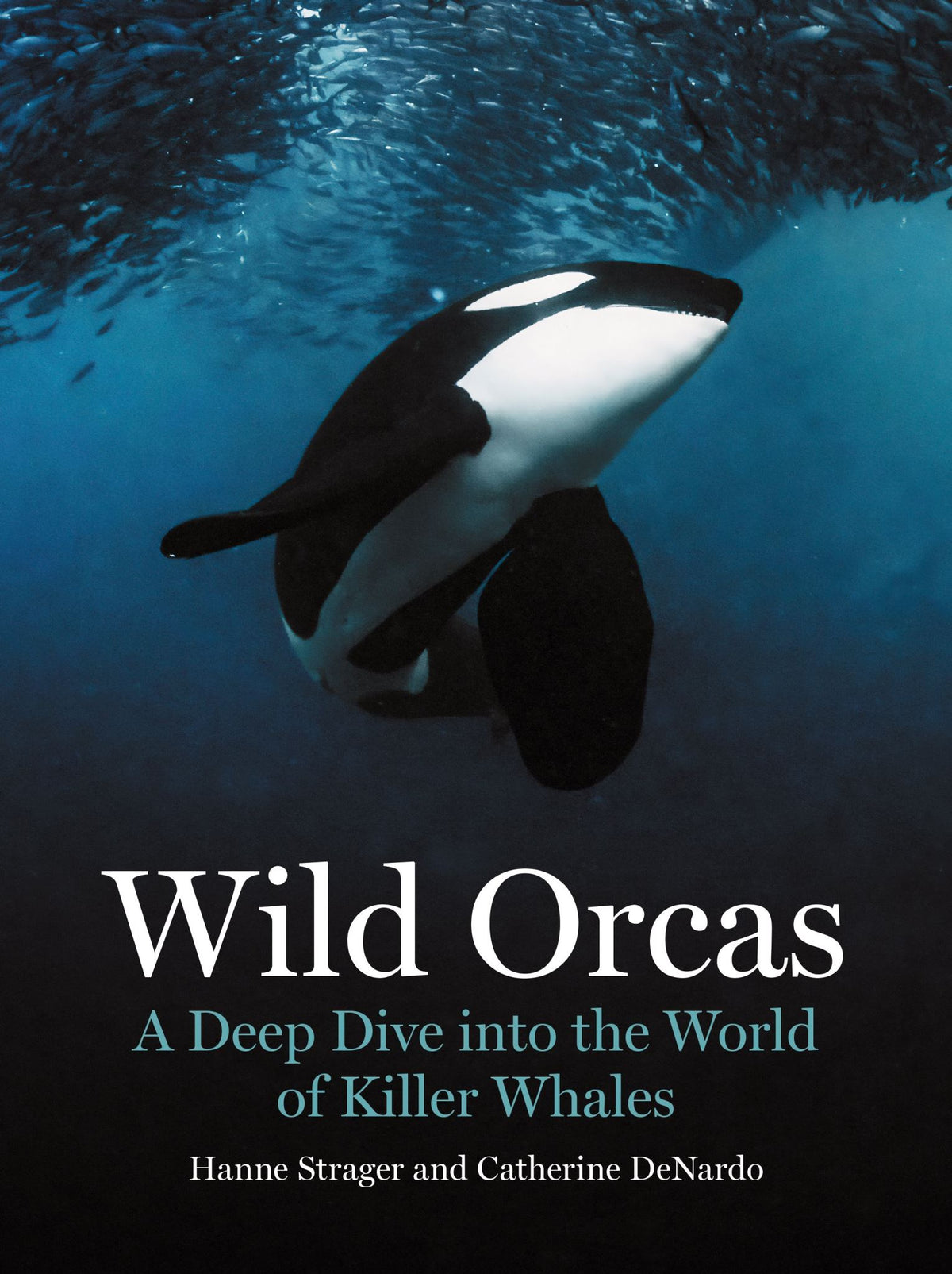 Wild Orcas