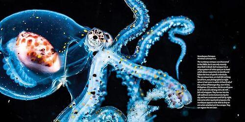 Strange Sea Creatures - by Erich Hoyt - Paperback