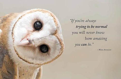 Wisdom of Owls - by Lisa Purcell - Hardcover