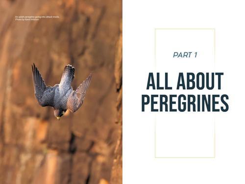 The Peregrine Falcon - by Jim Wright - Hardcover