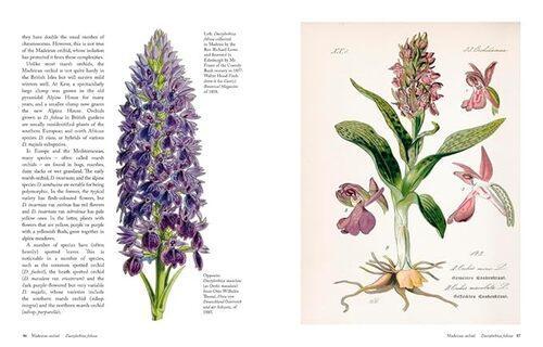 The Orchid - by Lauren Gardiner - Hardcover