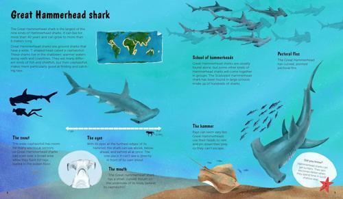 The World of Sharks - by Darcy Dobell - Hardcover