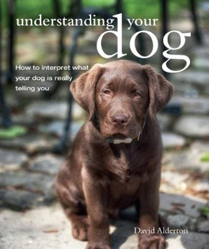 Understanding Your Dog: How to interpret what your dog is really telling you